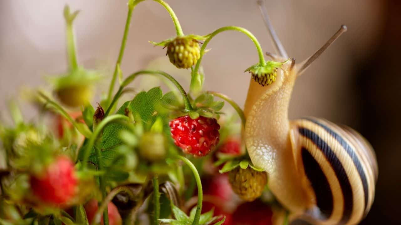 Slugs and Snails Eating Strawberries