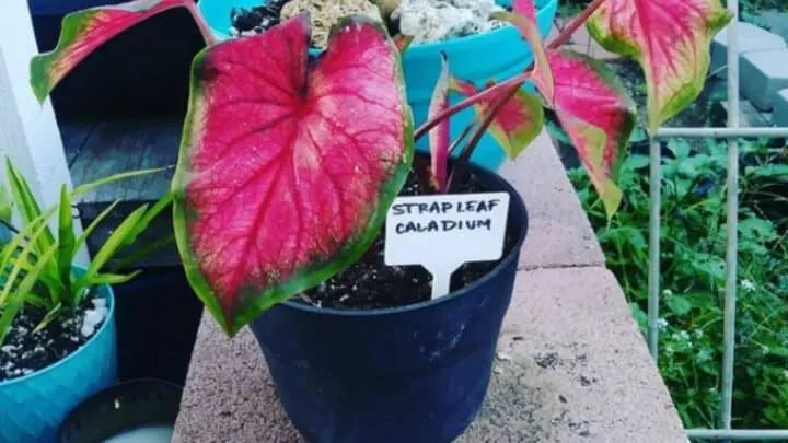 Strap Leaf Caladium Care &mdash; What They Don&rsquo;t Tell You!
