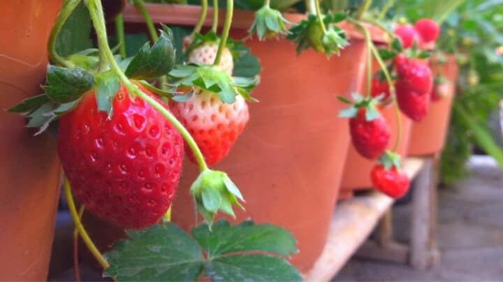 Sweet Strawberries Plant Care  — All You Need to Know