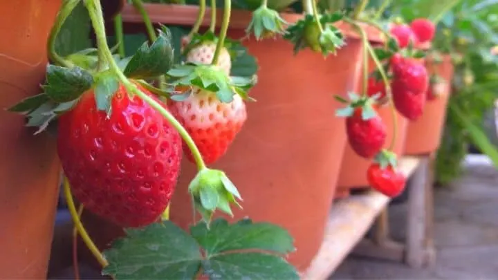 Sweet Strawberries Plant Care  &mdash; All You Need to Know