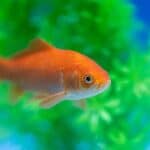 The Best Aquarium Plants for Goldfish