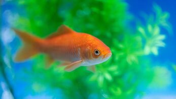 The 5 Best Aquarium Plants for Goldfish — Revealed