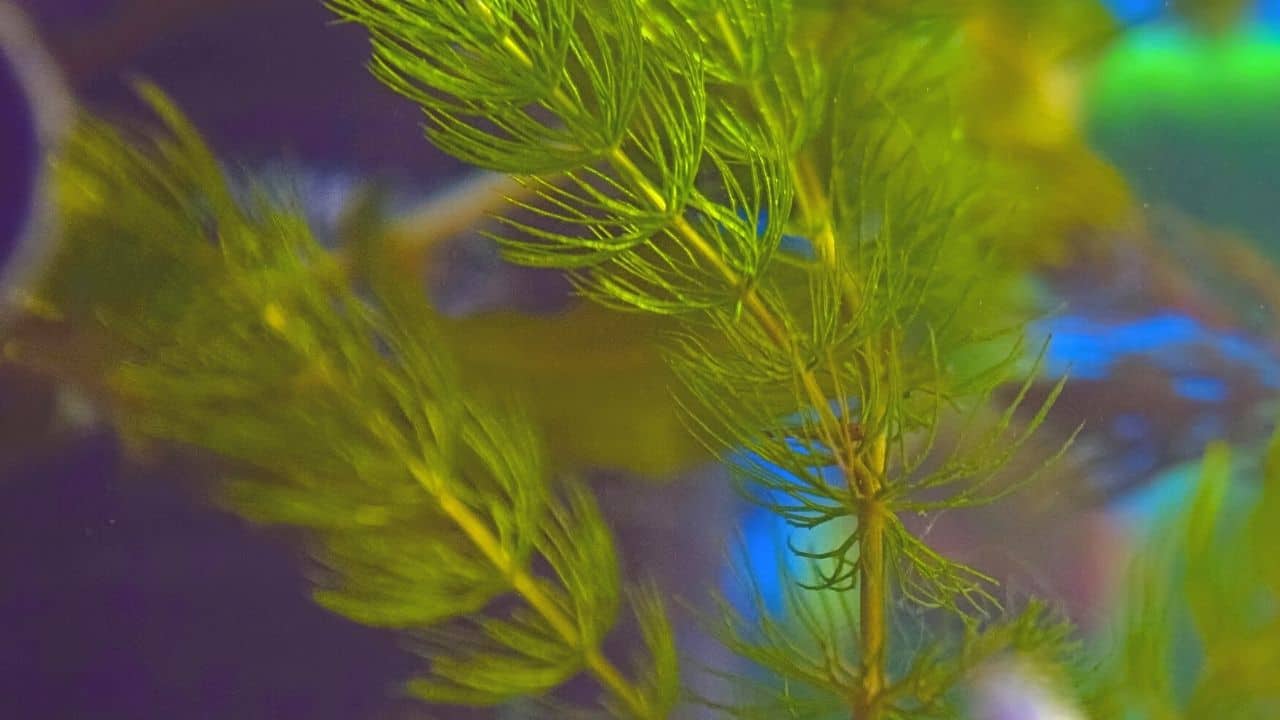 The Best Bushy Aquarium Plants
