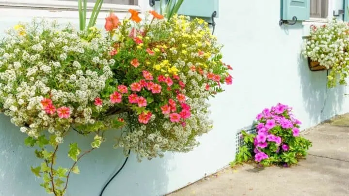 The Best Flowers to Plant in South Carolina