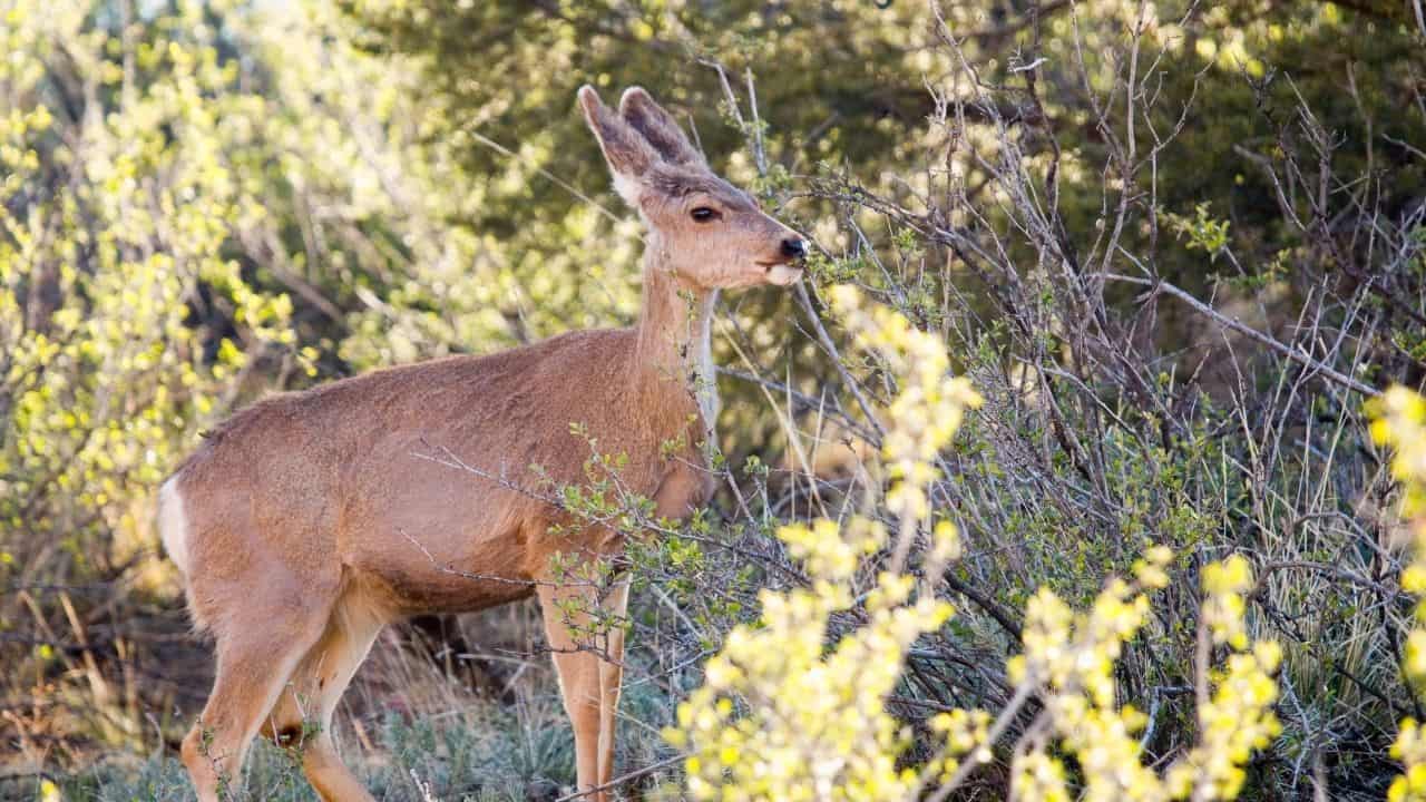 The Best Things to Plant for Deer