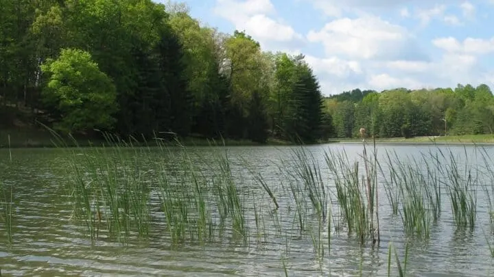 The Best Time to Plant Grass in Ohio &mdash; Revealed!