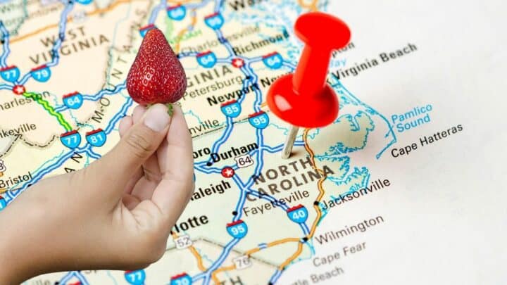 The Best Time to Plant Strawberries in North Carolina