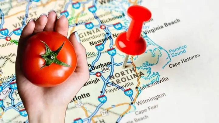 The Best Time to Plant Tomatoes in North Carolina &mdash; Revealed