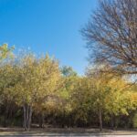 The Best Trees to Plant in North Texas 1
