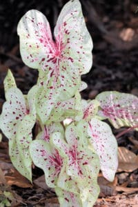 The optimal soil pH for Caladiums is between 6.0-6.5