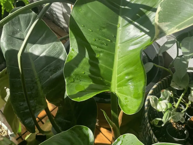 This is the Philodendron erubescens