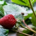 When to Plant Strawberries in NC