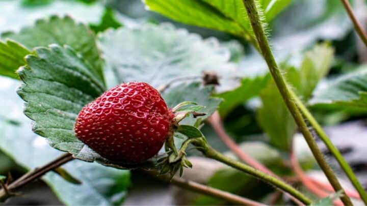 When to Plant Strawberries in NC – Best Guide