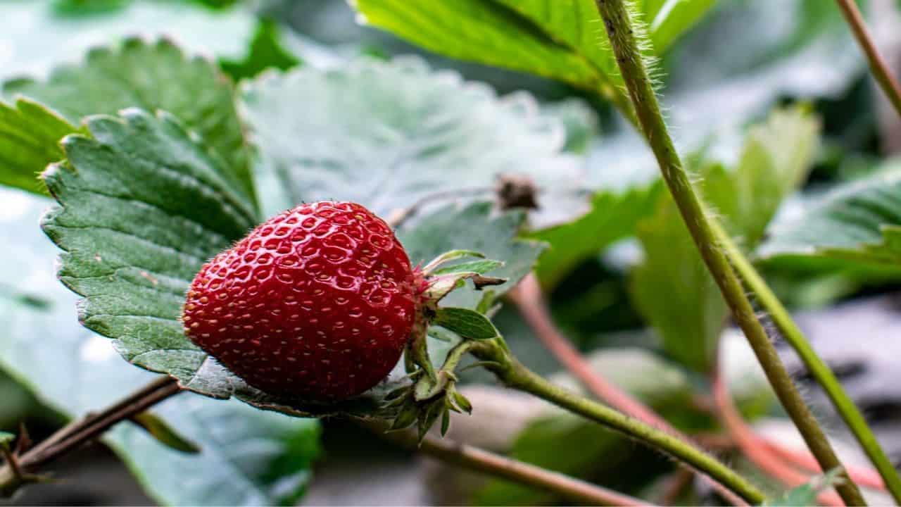 When to Plant Strawberries in NC