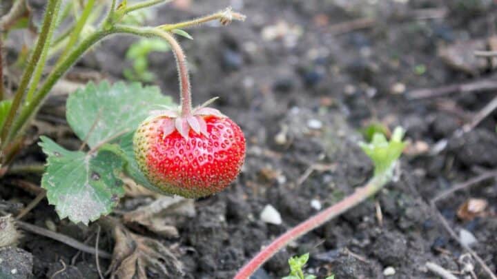 Why are My Strawberries so Small? Oh No!