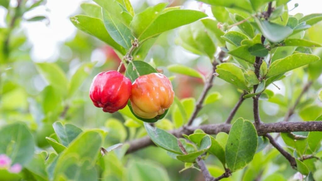 To Produce Fruit Meaning