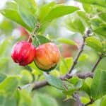 Why do Plants Produce Fruit