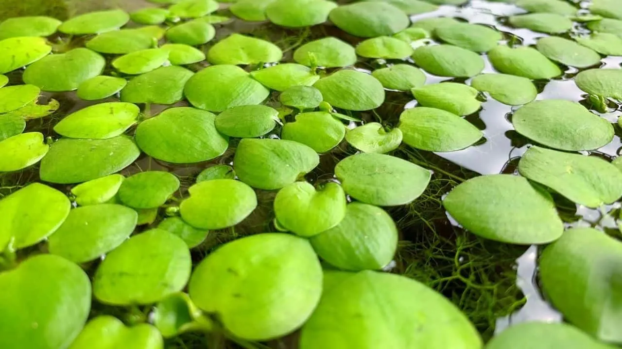 Amazon Frogbit Easy Floating Aquarium Plants