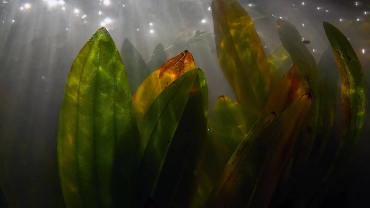 Amazon Sword Plant in Low Light