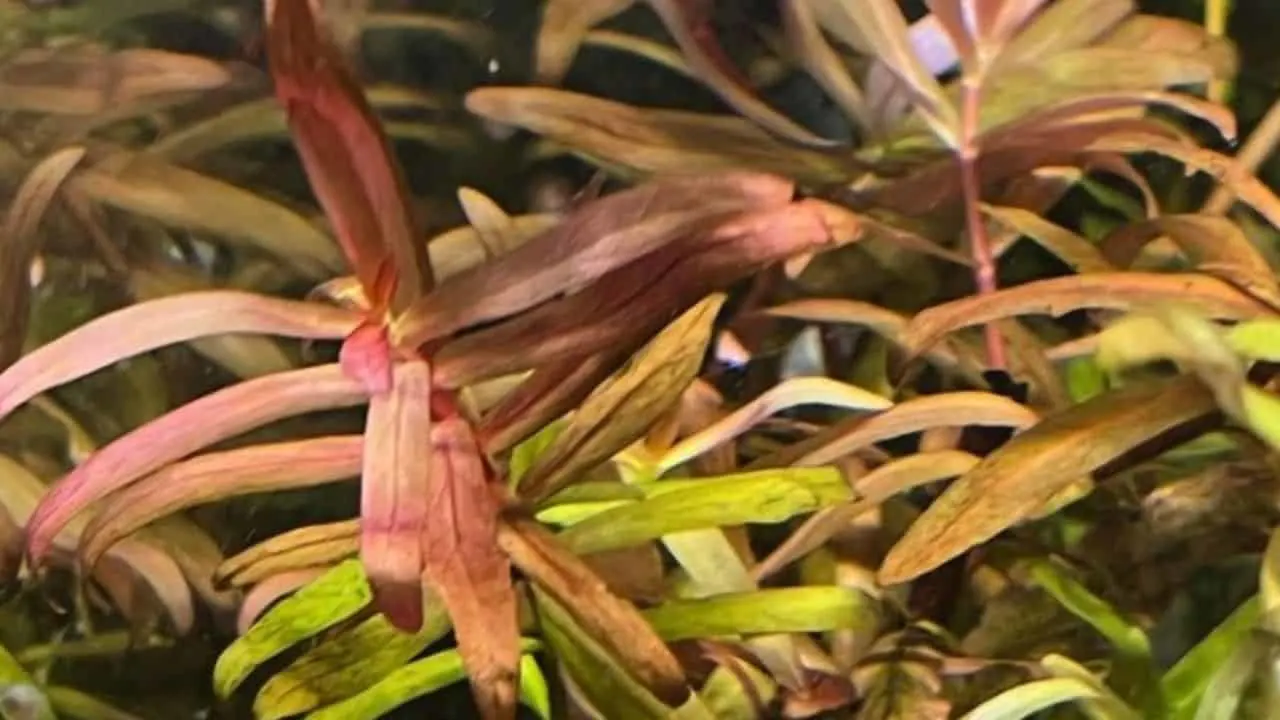 16+ Pink Aquarium Plants