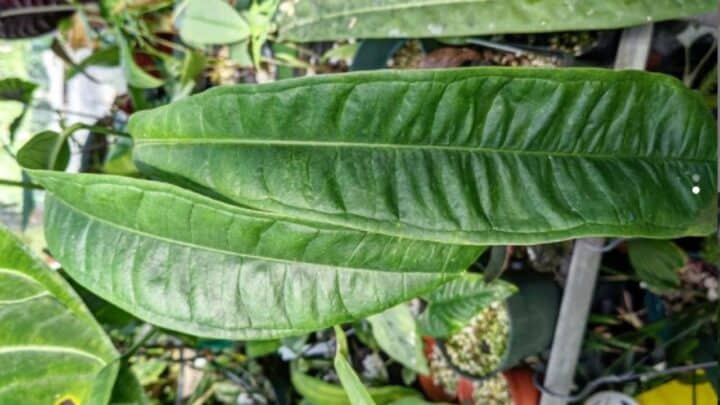 Anthurium Lutheri Plant Care — #1 Plant Guide!