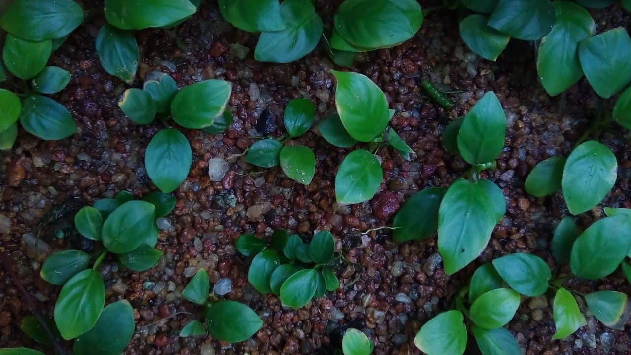 Anubias Plant