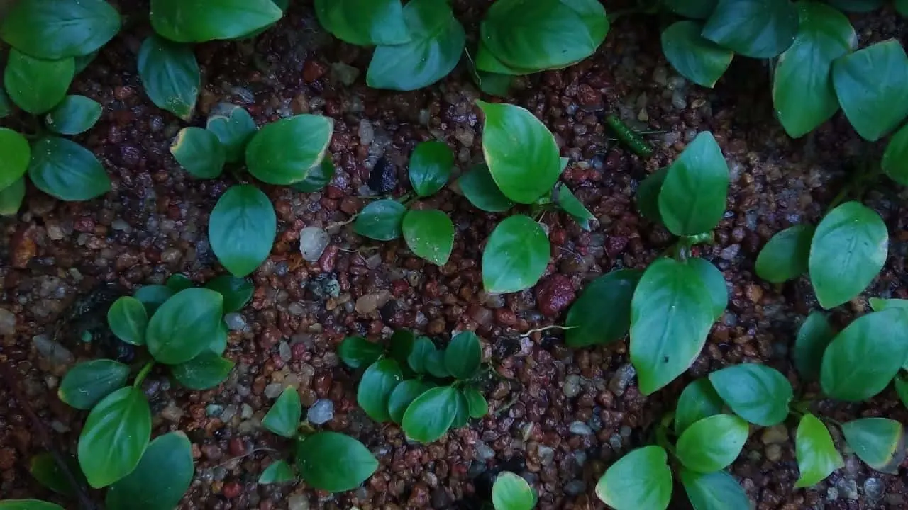 Anubias Plant