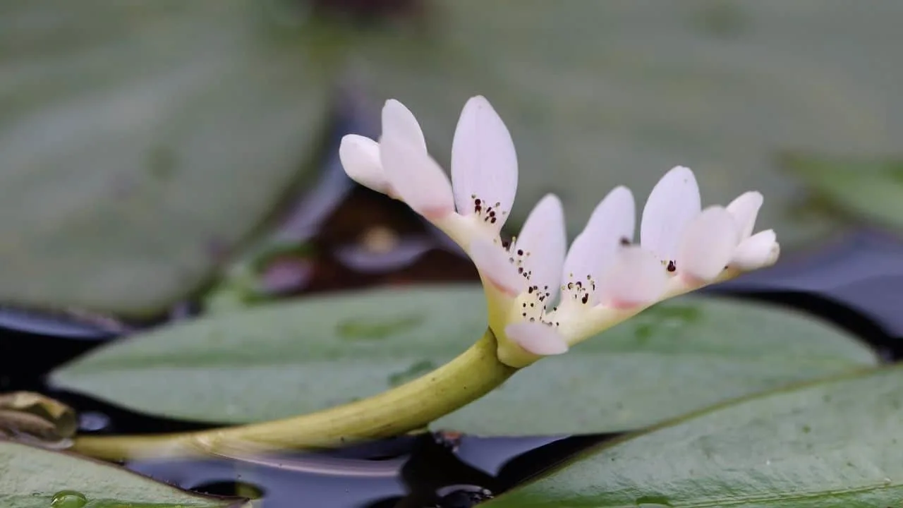 Aponogeton Flower