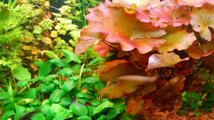 12 Gorgeous Aquarium Plants That Grow in Gravel
