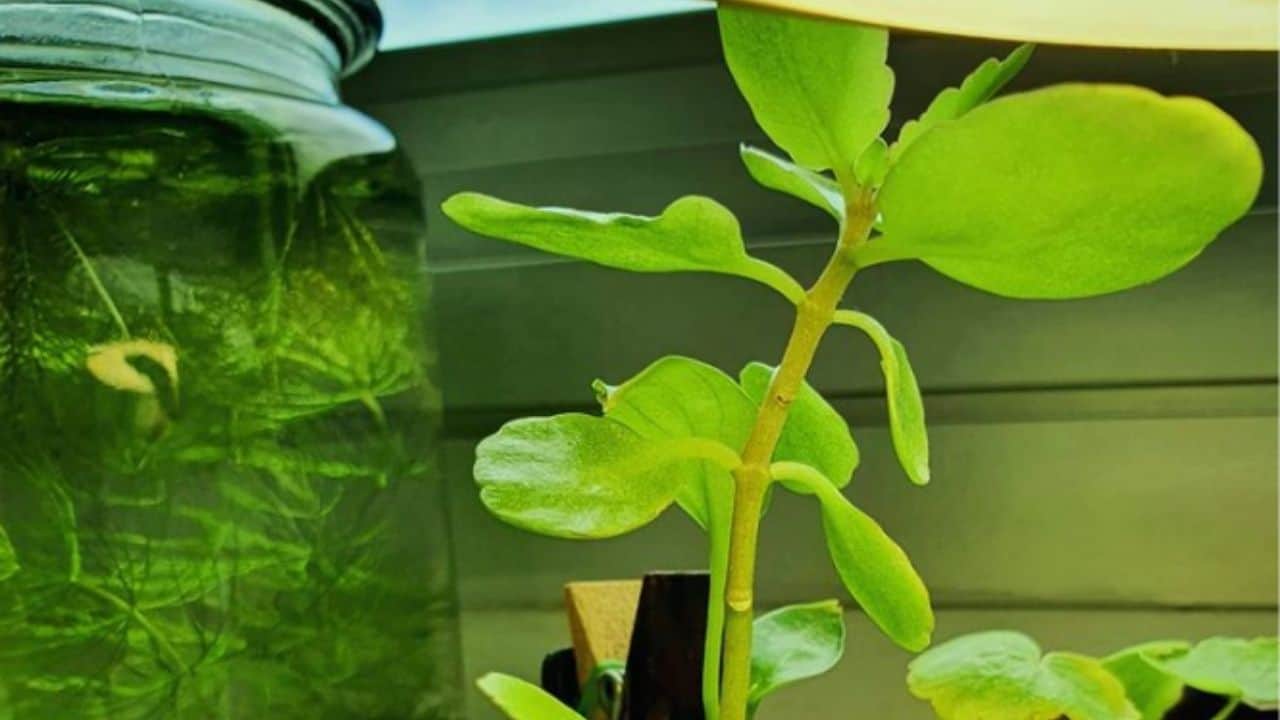 Brazilian Pennywort Best Fast Growing Aquarium Plants