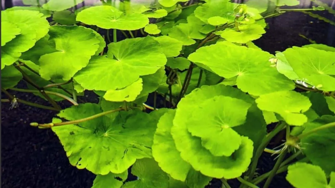 Brazilian Pennywort Easy Floating Aquarium Plants
