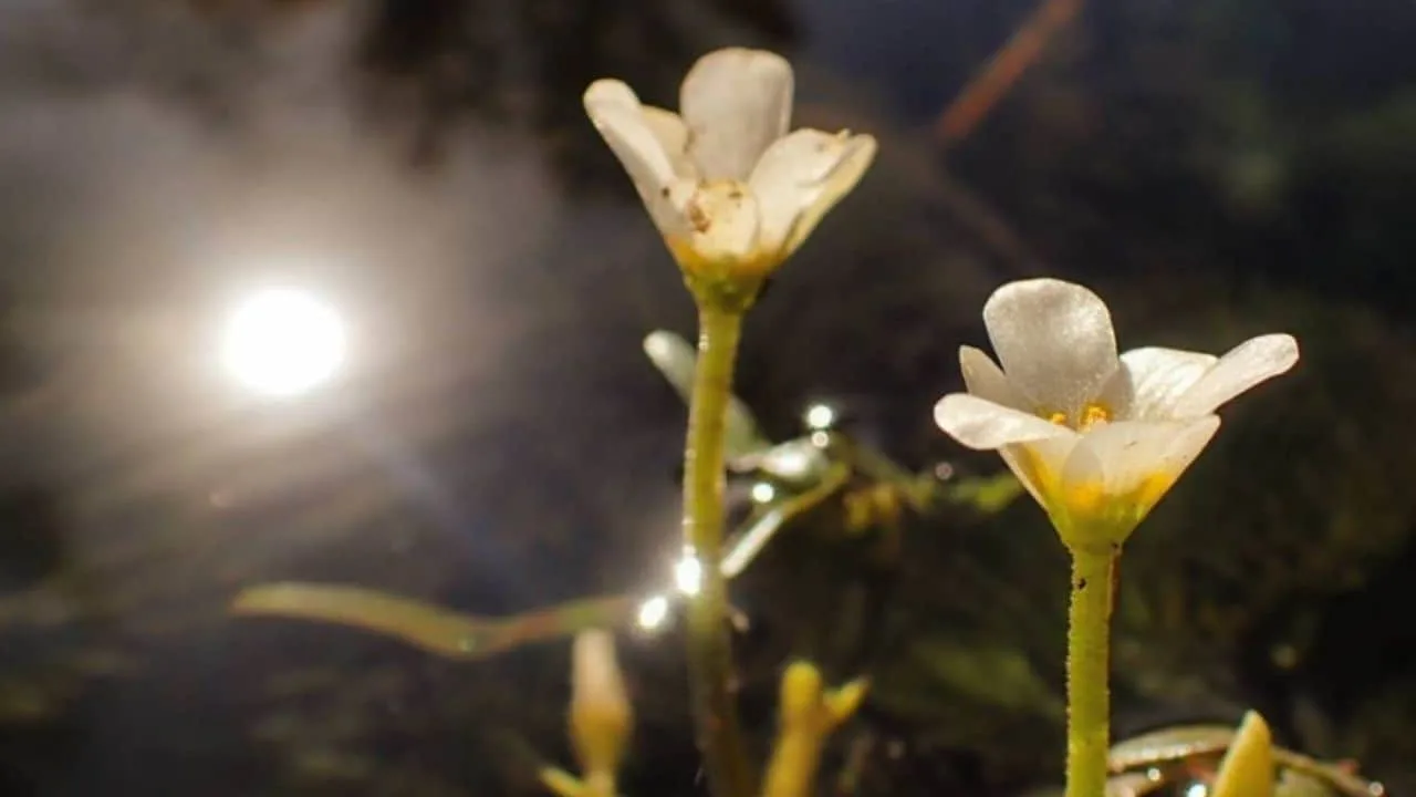 Cabomba Flower