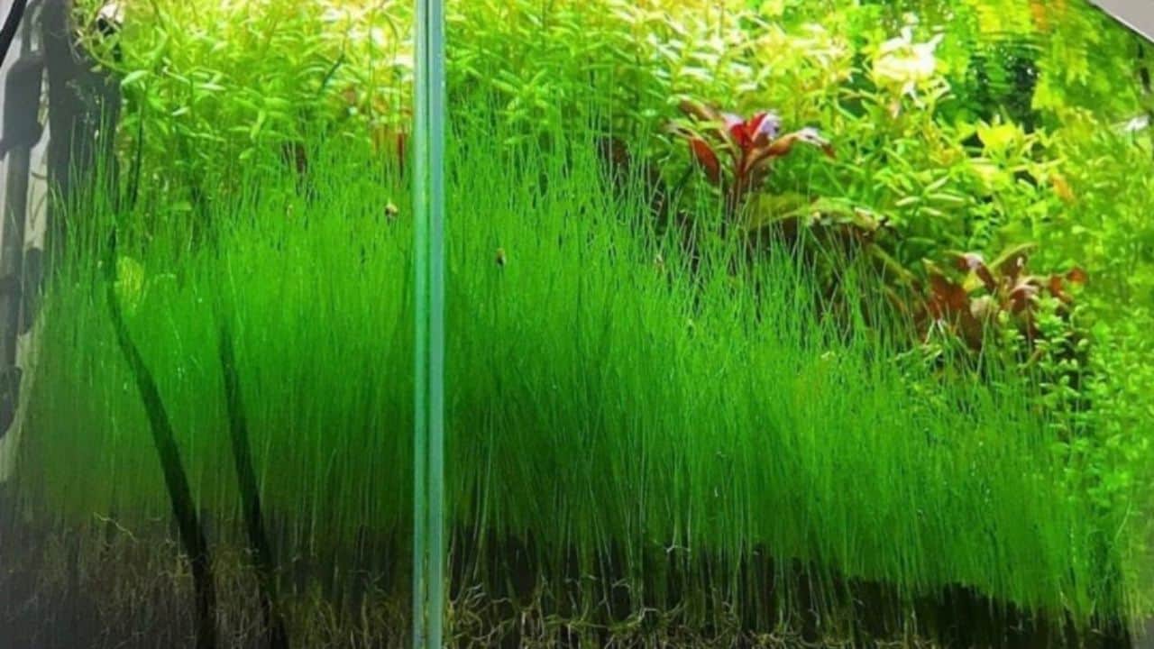 Dwarf Hairgrass Carpet Plant