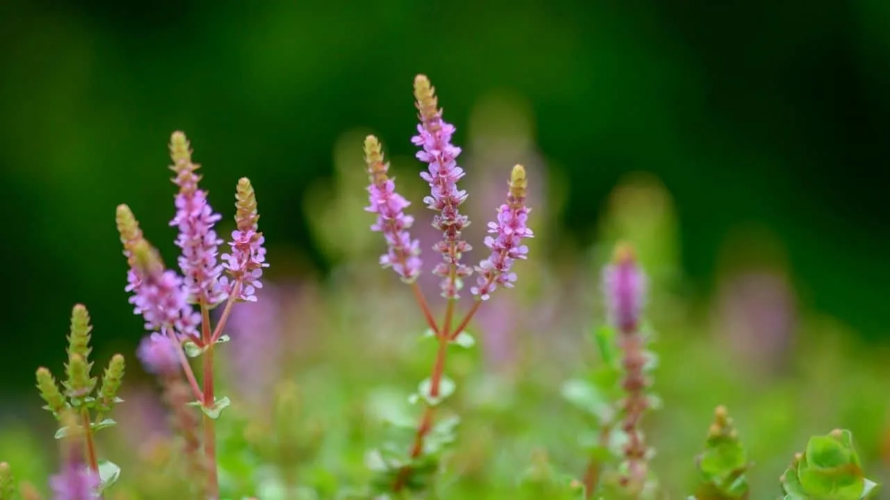 Dwarf Rotala