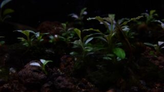 Easy Low Light Aquarium Plants