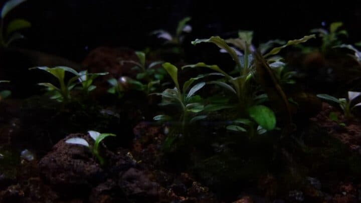 Easy Low Light Aquarium Plants Aqua-Buffs Should Know!