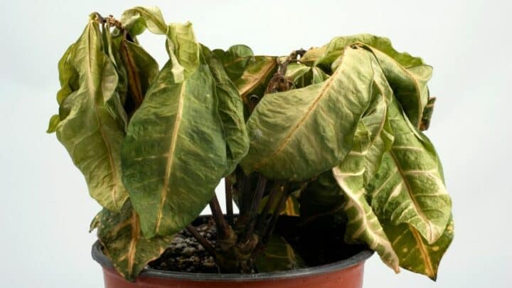 7 Good Reasons Why Your Plants Are Not Growing