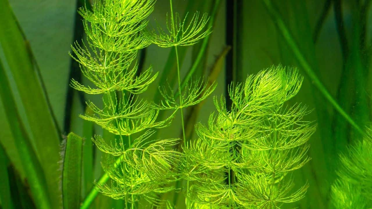 Hornwort Fast Growing Plant