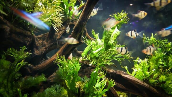 How to Disinfect Aquarium Plants and Keep Them Healthy!