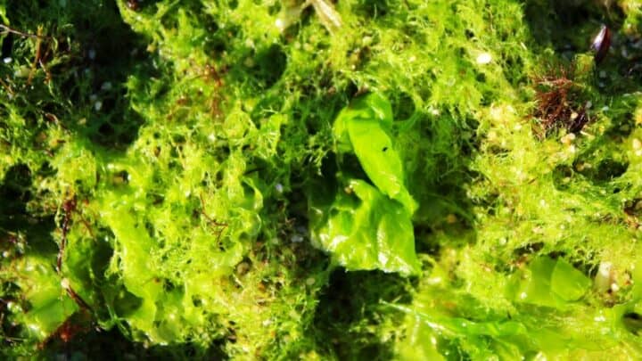 How to Remove Algae from Aquarium Plants — Pro Tips!