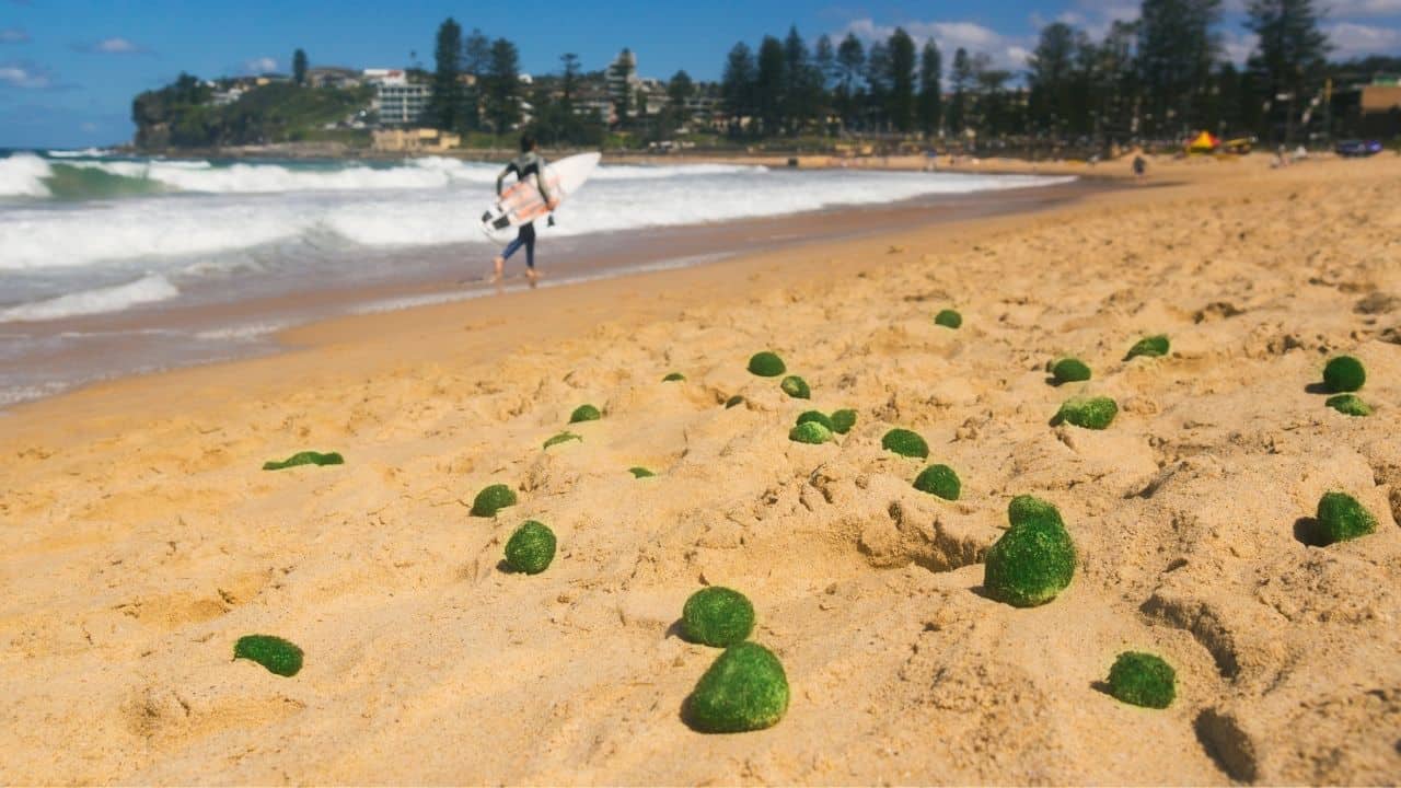 Marimo Ball