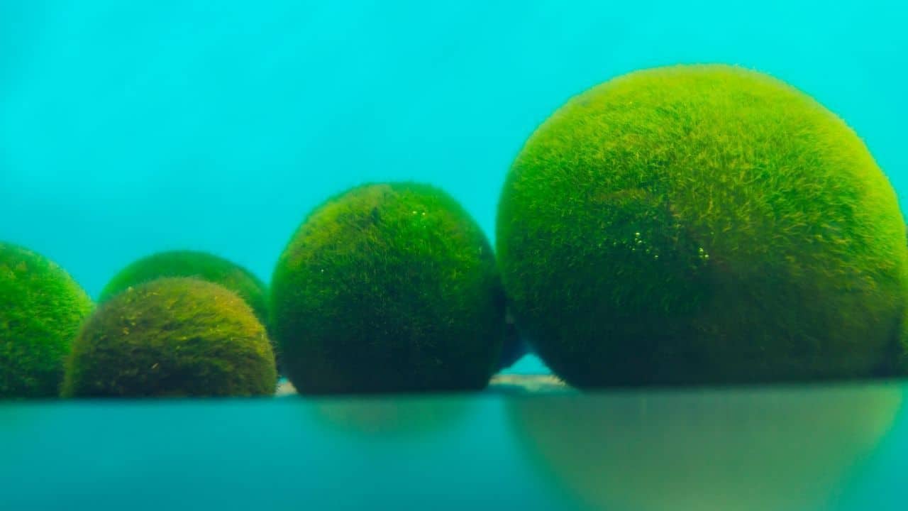 Marimo Moss Ball Best Aquatic Plant for Beginners