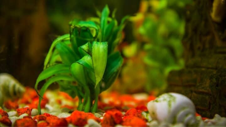 The 10 Best Aquarium Plants for Beginners — Great Choices!