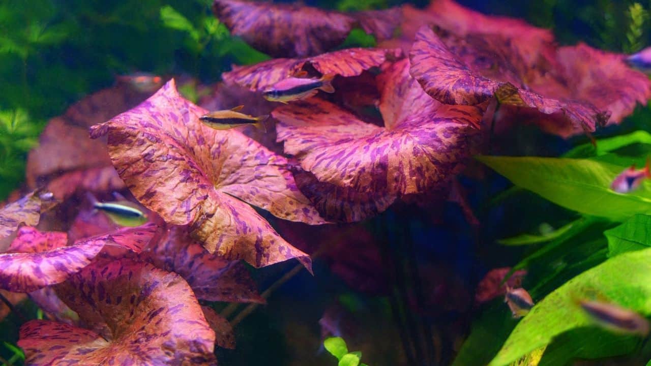 The Best Colorful Aquarium Plants