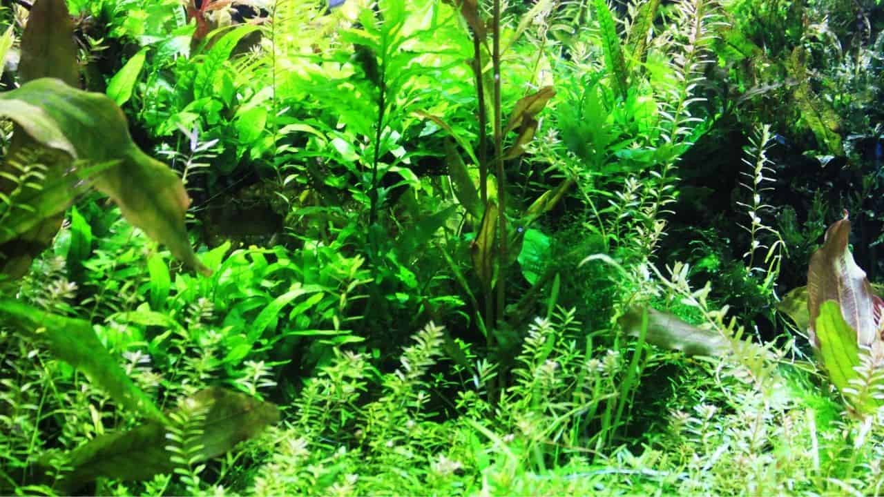 The Best Ground Cover for Aquarium Plants
