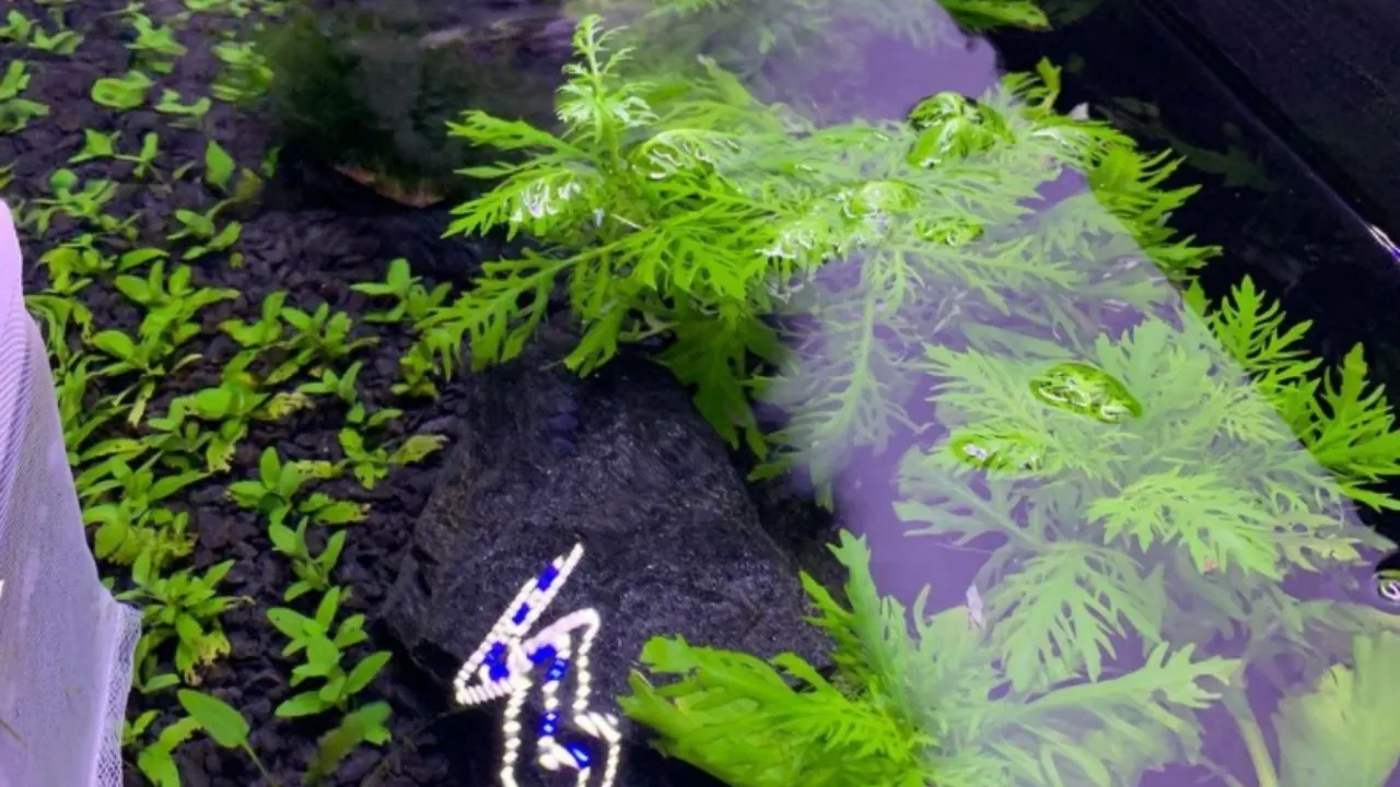 Water Wisteria Best Fast Growing Aquarium Plants