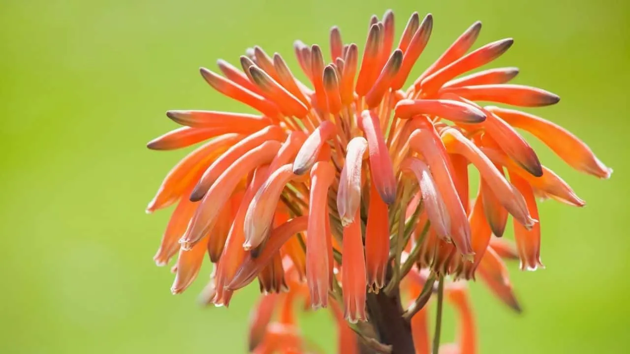 Aloe Vera Flower