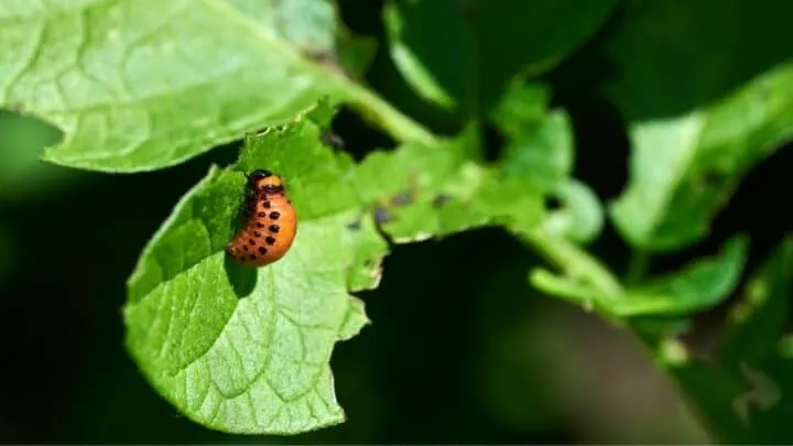 Are These Bright Orange Bugs with Beady Black Eyes Ladybugs?