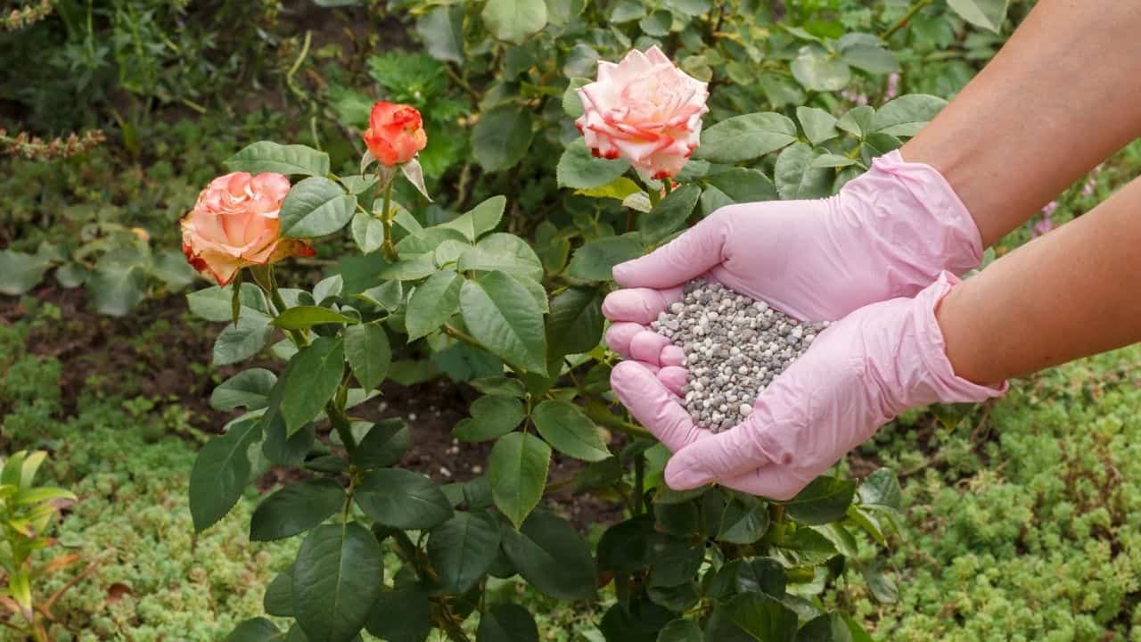 Avoid Fertilizing Aloe Vera with Fertilizers for Roses