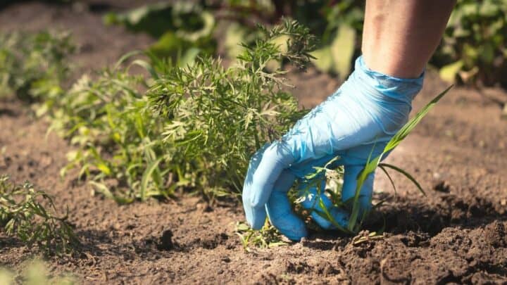 Best Way to Remove Weeds from a Large Area — Don’t Miss This!